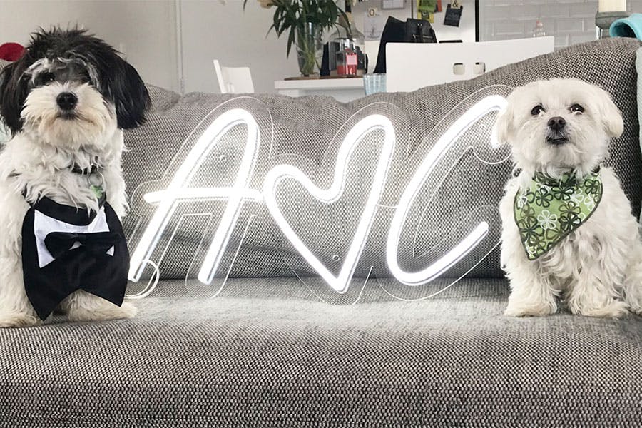 white neon sign of A and C with a heart on a grey couch with two small dogs